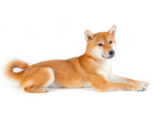 エムドッグス,動物プロダクション,ペットモデル,モデル犬,タレント犬,柴犬,コハク