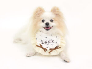 動物プロダクション,ペットモデル,ペットタレント,モデル犬,タレント犬,MIX犬,ラピス