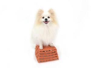 動物プロダクション,ペットモデル,ペットタレント,モデル犬,タレント犬,MIX犬,ラピス