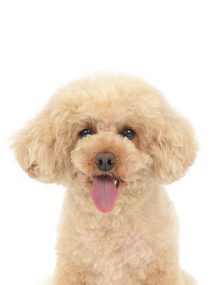 エムドッグス,動物プロダクション,ペットモデル,モデル犬,タレント犬,トイプードル,アロ