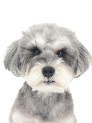 動物プロダクション,ペットモデル,ペットタレント,モデル犬,タレント犬,ミニチュアシュナウザー,ハグ