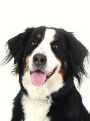 エムドッグス,動物プロダクション,ペットモデル,モデル犬,タレント犬,バーニーズマウンテンドッグ,あん