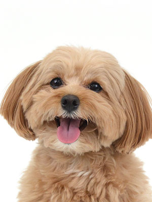 エムドッグス,動物プロダクション,ペットモデル,モデル犬,タレント犬,MIX犬,もこ