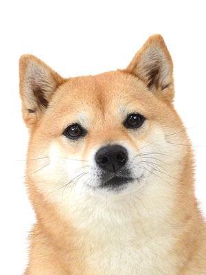 エムドッグス,動物プロダクション,ペットモデル,モデル犬,タレント犬,柴犬,あんず