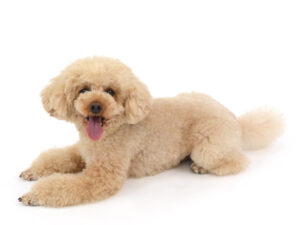 エムドッグス,動物プロダクション,ペットモデル,モデル犬,タレント犬,トイプードル,アロ
