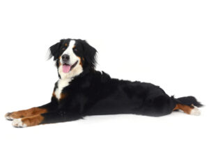 エムドッグス,動物プロダクション,ペットモデル,モデル犬,タレント犬,バーニーズマウンテンドッグ,あん
