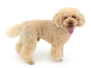 エムドッグス,動物プロダクション,ペットモデル,モデル犬,タレント犬,トイプードル,アロ