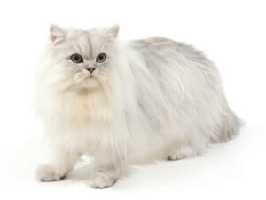 エムドッグス,動物プロダクション,ペットモデル,モデル猫,タレント猫,ペルシャ,Blanc,ブラン