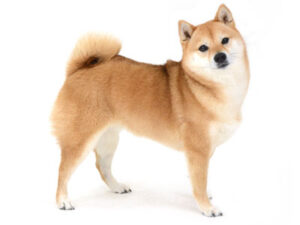 エムドッグス,動物プロダクション,ペットモデル,モデル犬,タレント犬,柴犬,あんず