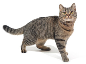 エムドッグス,動物プロダクション,ペットモデル,モデル猫,タレント猫,スコティッシュフォールド,Pomme,ポム