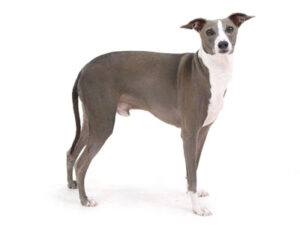 エムドッグス,動物プロダクション,ペットモデル,ペットタレント,モデル犬,タレント犬,イタリアングレーハウンド,あんこ