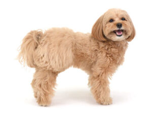 エムドッグス,動物プロダクション,ペットモデル,モデル犬,タレント犬,MIX犬,もこ