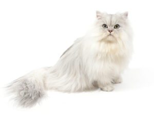 エムドッグス,動物プロダクション,ペットモデル,モデル猫,タレント猫,ペルシャ,Blanc,ブラン