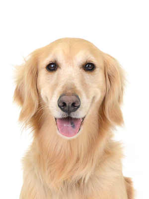 エムドッグス,動物プロダクション,ペットモデル,モデル犬,タレント犬,ゴールデンレトリーバー,とら