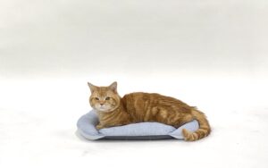 エムドッグス,動物プロダクション,ペットモデル,ペットタレント,モデル猫,タレント猫,アメリカンショートヘア,オレンジ