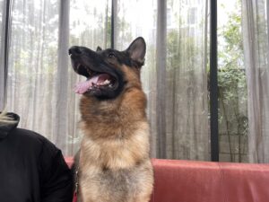 エムドッグス,動物プロダクション,ペットモデル,ペットタレント,モデル犬,タレント犬,ジャーマンシェパードドッグ,ライナ