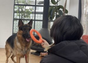 エムドッグス,動物プロダクション,ペットモデル,ペットタレント,モデル犬,タレント犬,ジャーマンシェパードドッグ,ライナ