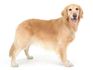 エムドッグス,動物プロダクション,ペットモデル,モデル犬,タレント犬,ゴールデンレトリーバー,とら