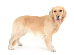 エムドッグス,動物プロダクション,ペットモデル,モデル犬,タレント犬,ゴールデンレトリーバー,もなか