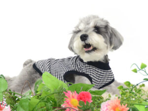 動物プロダクション,ペットモデル,ペットタレント,モデル犬,タレント犬,ミニチュアシュナウザー,ハグ