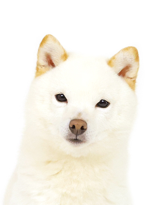 エムドッグス,動物プロダクション,ペットモデル,モデル犬,タレント犬,柴犬,珀琉,はる
