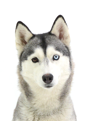エムドッグス,動物プロダクション,ペットモデル,モデル犬,タレント犬,シベリアンハスキー,アン子