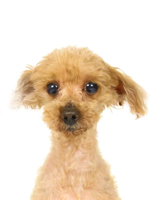 エムドッグス,動物プロダクション,ペットモデル,モデル犬,タレント犬,トイプードル,チョコ