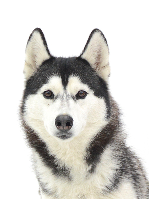 エムドッグス,動物プロダクション,ペットモデル,モデル犬,タレント犬,シベリアンハスキー,マチ子