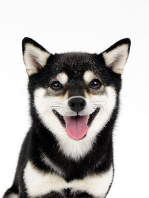 エムドッグス,動物プロダクション,ペットモデル,モデル犬,タレント犬,柴犬,まな