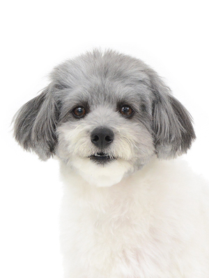 エムドッグス,動物プロダクション,ペットモデル,モデル犬,タレント犬,MIX犬,OREO,オレオ