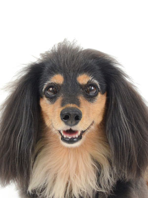 エムドッグス,動物プロダクション,ペットモデル,ペットタレント,モデル犬,タレント犬,ミニチュアダックスフンド,くれあ