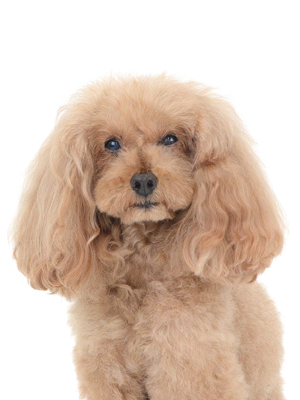 エムドッグス,動物プロダクション,ペットモデル,モデル犬,タレント犬,トイプードル,ココア