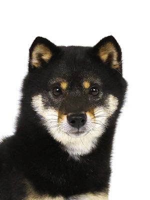 エムドッグス,動物プロダクション,ペットモデル,モデル犬,タレント犬,柴犬,碧海,あおい