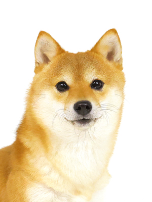 エムドッグス,動物プロダクション,ペットモデル,モデル犬,タレント犬,柴犬,汐夏,せな
