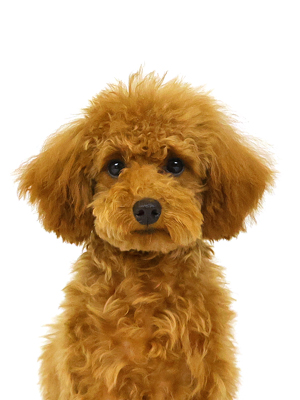 エムドッグス,動物プロダクション,ペットモデル,モデル犬,タレント犬,トイプードル,姫,ひめ