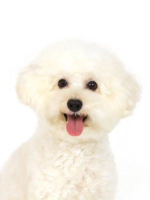 エムドッグス,動物プロダクション,ペットモデル,モデル犬,タレント犬,トイプードル,ムース