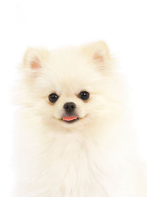 エムドッグス,動物プロダクション,ペットモデル,モデル犬,タレント犬,ポメラニアン,リアン