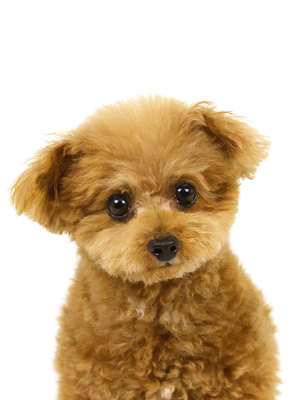 エムドッグス,動物プロダクション,ペットモデル,モデル犬,タレント犬,トイプードル,真凛,まりん