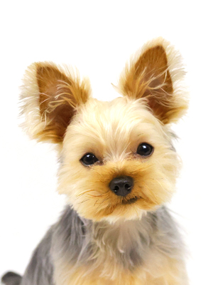 エムドッグス,動物プロダクション,ペットモデル,モデル犬,タレント犬,ヨークシャーテリア,とろろ
