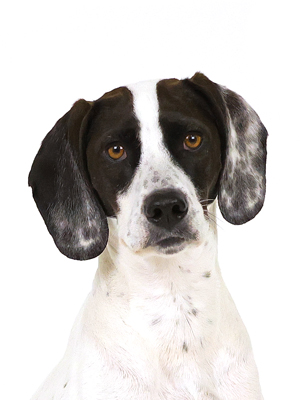 エムドッグス,動物プロダクション,ペットモデル,モデル犬,タレント犬,イングリッシュポインター,ピノ