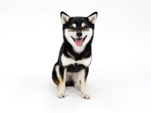 エムドッグス,動物プロダクション,ペットモデル,モデル犬,タレント犬,柴犬,まな