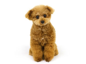 エムドッグス,動物プロダクション,ペットモデル,モデル犬,タレント犬,トイプードル,真凛,まりん