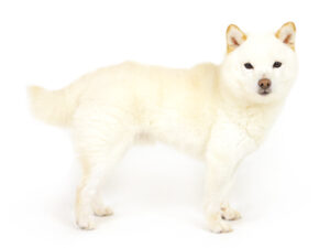 エムドッグス,動物プロダクション,ペットモデル,モデル犬,タレント犬,柴犬,珀琉,はる