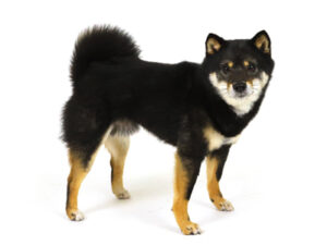 エムドッグス,動物プロダクション,ペットモデル,モデル犬,タレント犬,柴犬,碧海,あおい