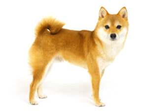 エムドッグス,動物プロダクション,ペットモデル,モデル犬,タレント犬,柴犬,汐夏,せな