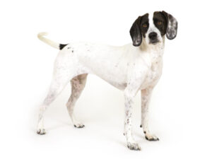 エムドッグス,動物プロダクション,ペットモデル,モデル犬,タレント犬,イングリッシュポインター,ピノ