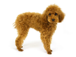 エムドッグス,動物プロダクション,ペットモデル,モデル犬,タレント犬,トイプードル,姫,ひめ