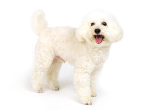 エムドッグス,動物プロダクション,ペットモデル,モデル犬,タレント犬,トイプードル,ムース
