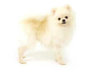 エムドッグス,動物プロダクション,ペットモデル,モデル犬,タレント犬,ポメラニアン,リアン