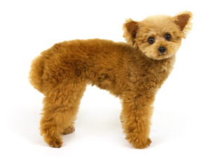 エムドッグス,動物プロダクション,ペットモデル,モデル犬,タレント犬,トイプードル,真凛,まりん